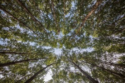 Low angle view of trees in forest