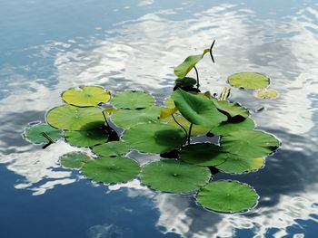 High angle view of leaves floating on water