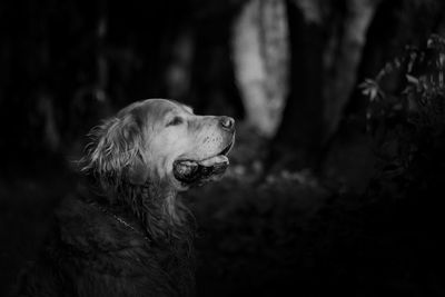 Close-up of dog looking away