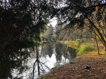 Reflection of trees in lake against sky