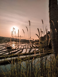 Plants growing by lake against sky during sunset