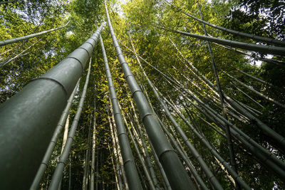 Low angle view of bamboo grove