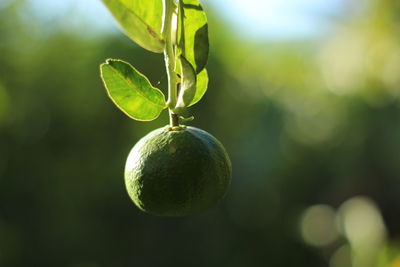 Green Fruit