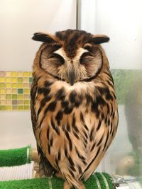 Close-up portrait of owl at home