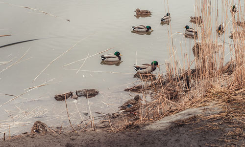 High angle view of birds on lakeshore
