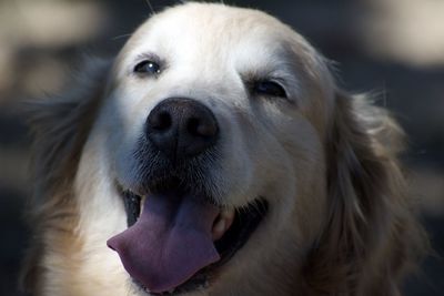 Close-up portrait of dog