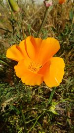 Close-up of yellow crocus blooming on field