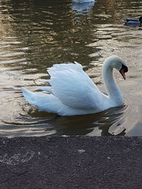 Close-up of swan swimming in lake