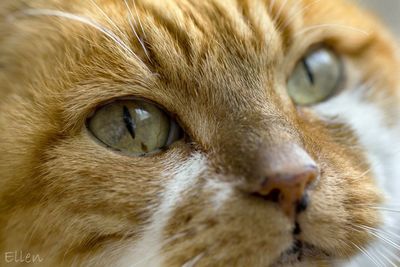 Close-up portrait of cat