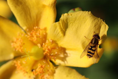 Close-up of insect on yellow flower