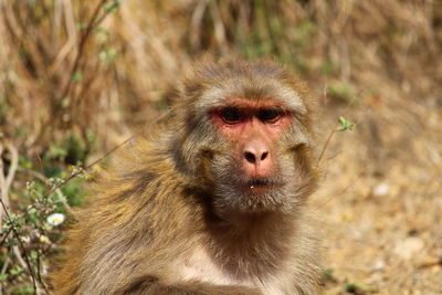 Portrait of a monkey