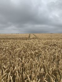Scenic view of wheat field against sky
