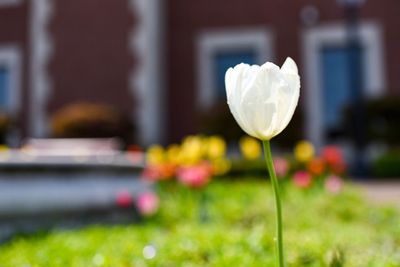 Close-up of yellow flower blooming in back yard