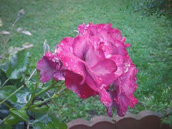 Close-up of pink rose