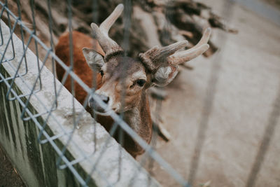 Close-up of giraffe