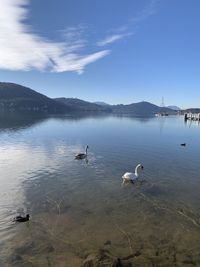 Swans swimming in lake against sky