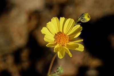 Close-up of yellow flowering plant