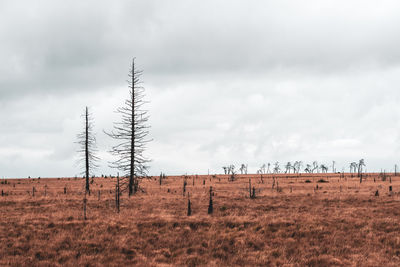 Moorland landscape of the high fens in autumn, belgium.