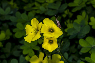 Close-up of yellow flowering plant