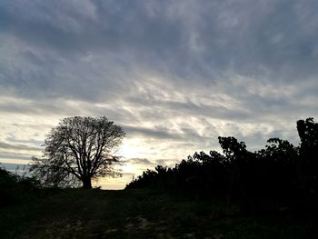 Silhouette trees on field against sky at sunset