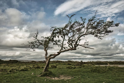 Lonely tree with beauty sky and clouds in exmoor, devon