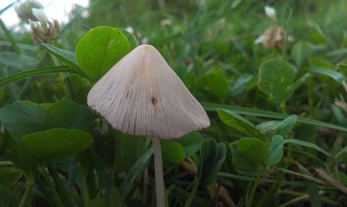 Close-up of plant