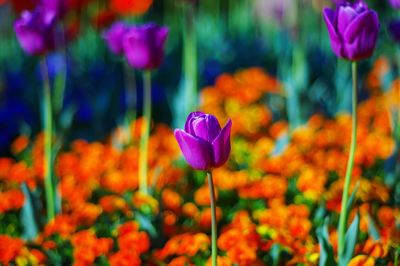 Close-up of purple tulip flowers