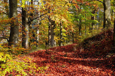 Trees in forest during autumn