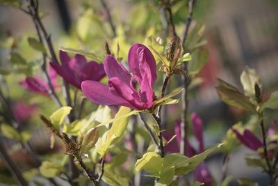 Close-up of pink flowering plant