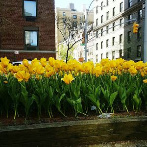 Yellow flowers in backyard