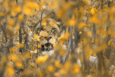 Full frame shot of cat on land