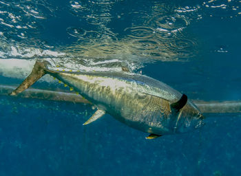 Atlantic bluefin tuna