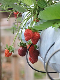 Close-up of strawberry growing on plant