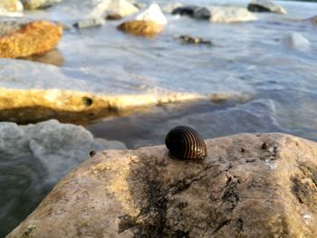 Close-up of snail on rock at beach