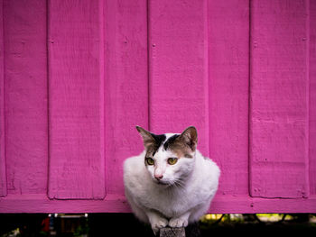 Portrait of cat sitting on pink wall