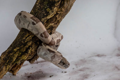 Low section of stuffed toy on tree trunk