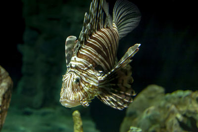 Close-up of fish underwater