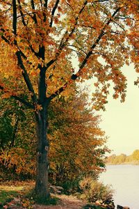 Trees in a forest
