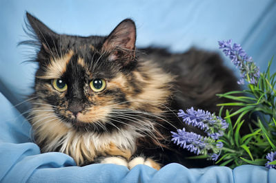 Close-up portrait of a cat