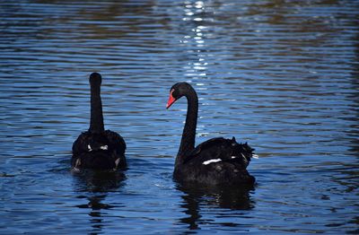 Black swan swimming in lake