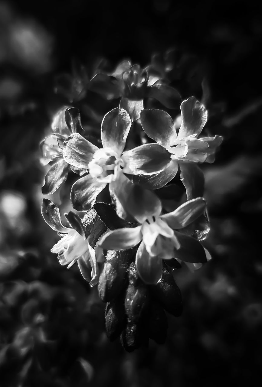 CLOSE-UP OF WHITE FLOWERING PLANTS