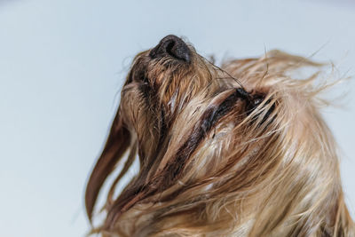 Yorkshire terrier dog gets nail cut hair grooming at salon and pet spa