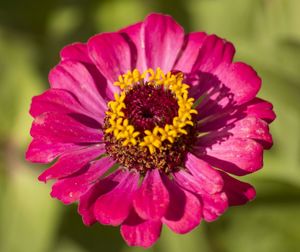 Close-up of pink flower