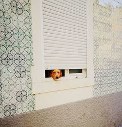 Portrait of a dog looking through window