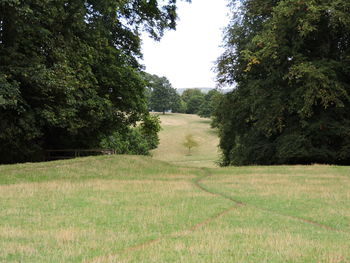 Trees growing on field against sky