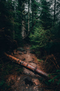 High angle view of trees in forest