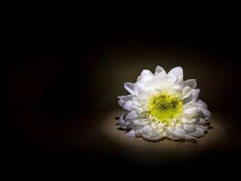 Close-up of flower over black background