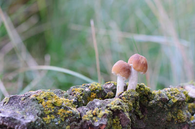 Close-up of mushrooms growing on rock