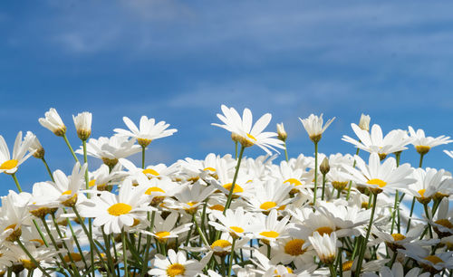 Close-up of white daisy flowers
