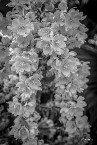 Close-up of flowering plant